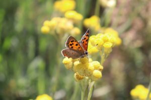 copper butterfly, butterfly, flowers